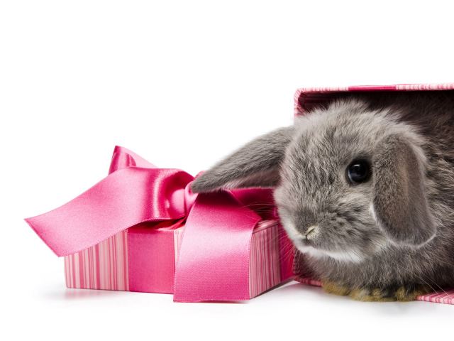 Ушастый подарок