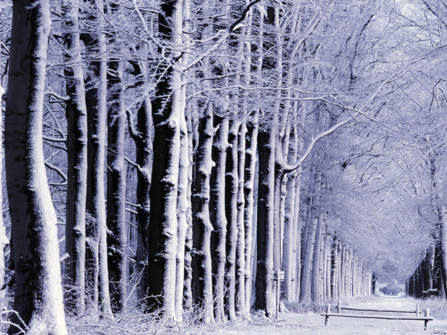 Снег в лесу
