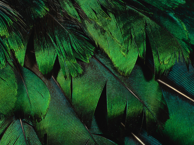 Зеленые перья павлина