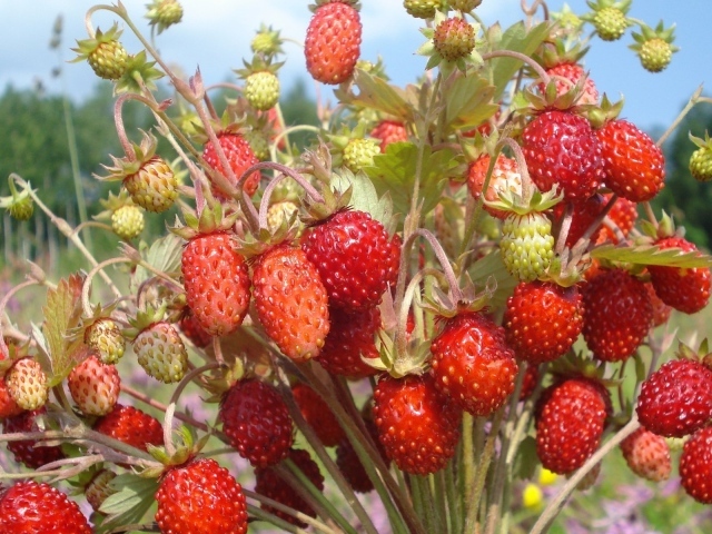 Пучок земляники