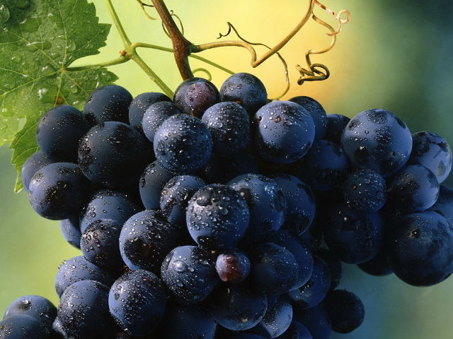 Виноград