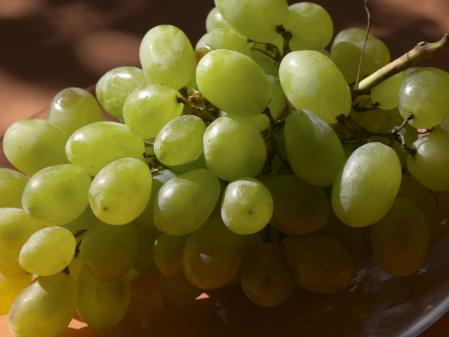 Виноградная лоза