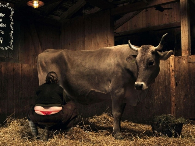 Корова молоко доярка