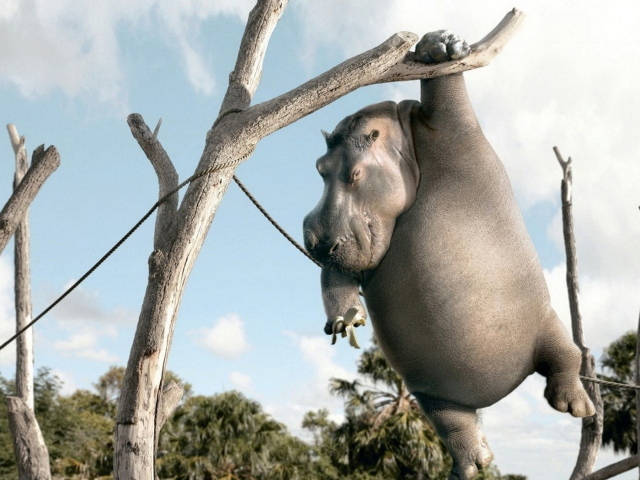 Бегемот с бананом