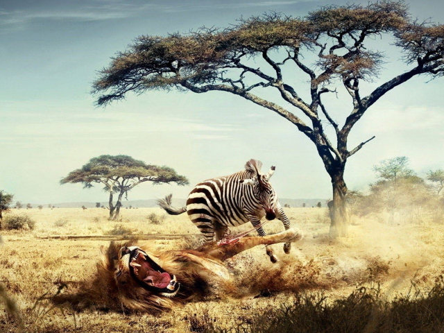 Зебра напала на льва