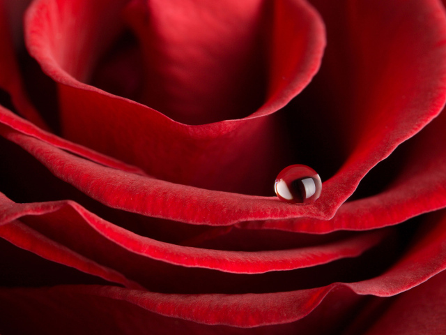 Красная роза на 8 марта