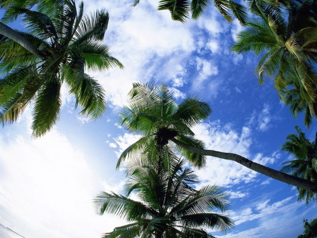 Небо и пальмы