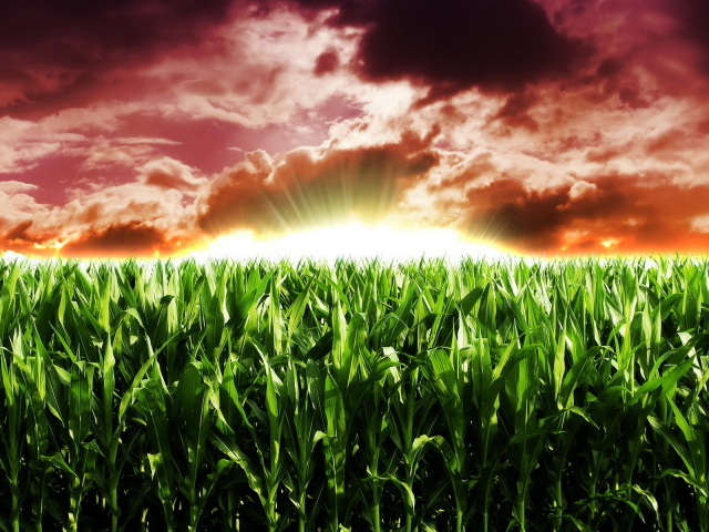 Кукурузное поле на рассвете