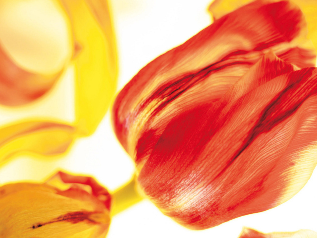 Красивые тюльпаны