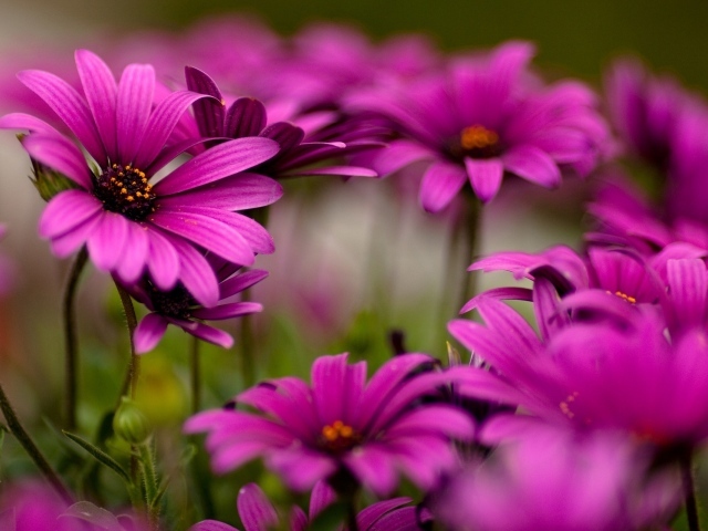 Яркие цветы