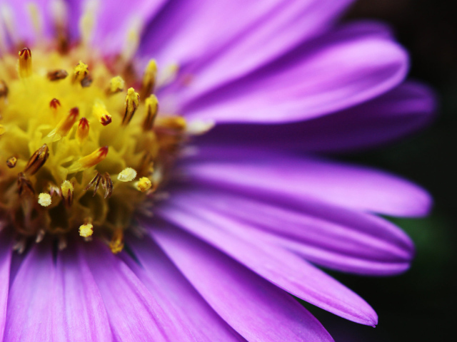 Яркий цветочек