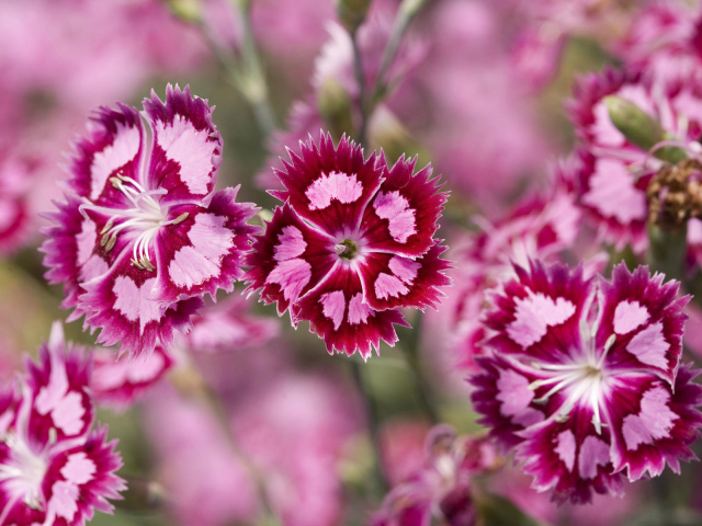 Яркие цветочки