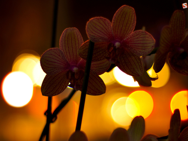 Цветы любимой