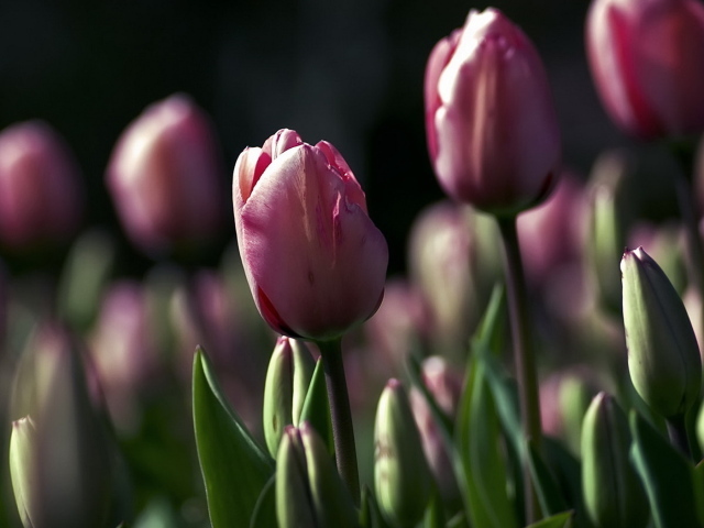 Поле тюльпанов