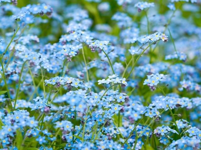 Цветочное поле