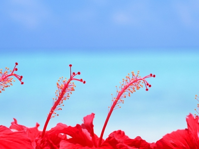 Цветы на Мальдивских островах