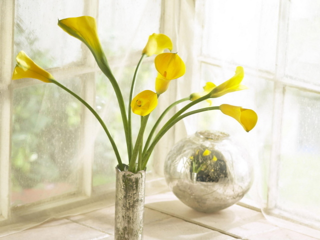 Коалы в вазе