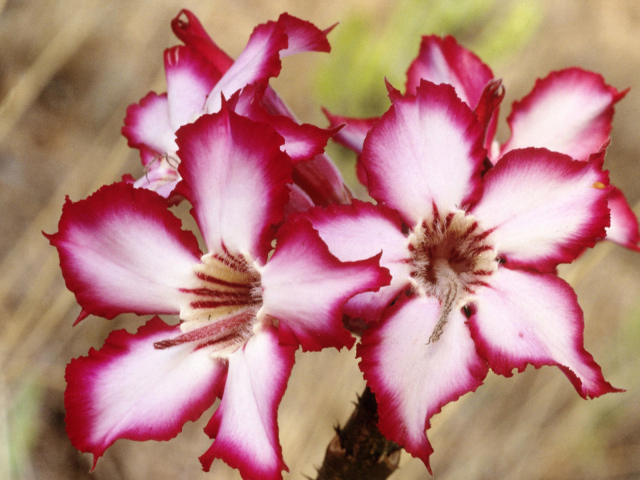 Шикарные цветы