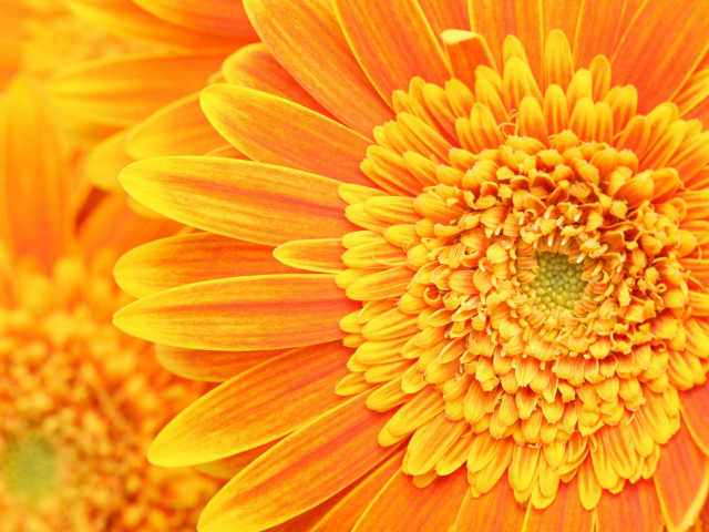 Солнечный цветок