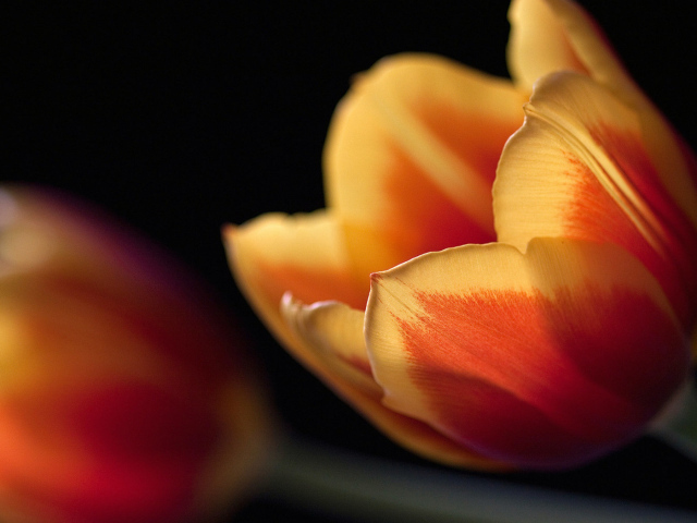 Тюльпан в ночи