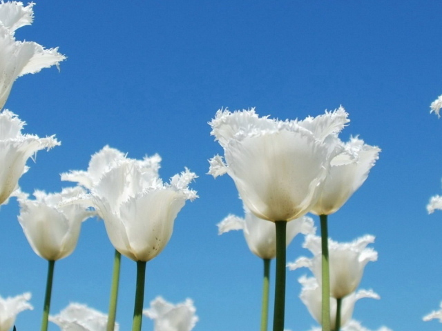 Тюльпаны-облака
