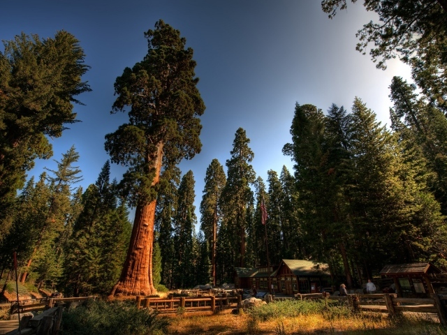 Среди вековых деревьев