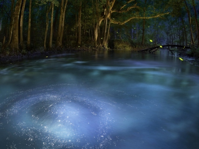 Сказочный лес