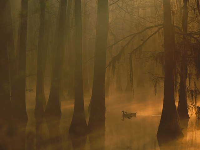 Туман в затопленном лесу