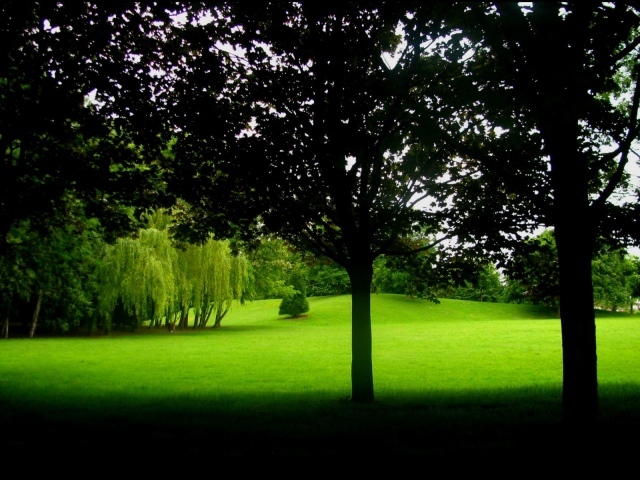 В тени деревьев