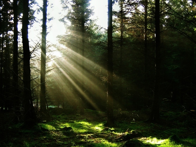 Свет пробивающийся в лесу