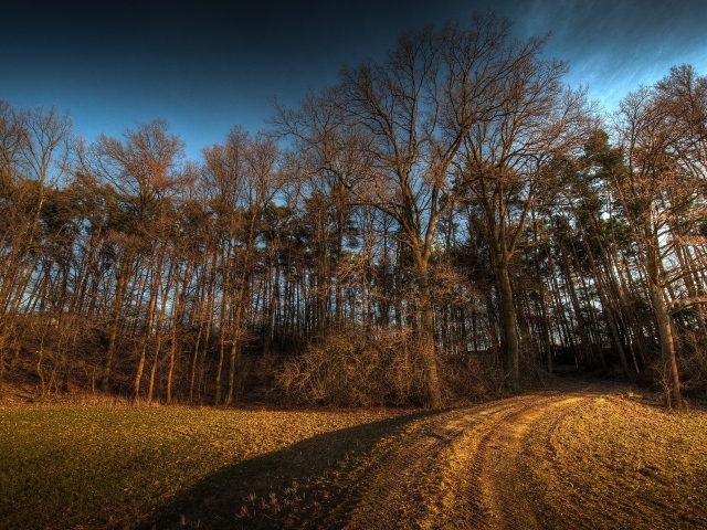 Дорога в лес