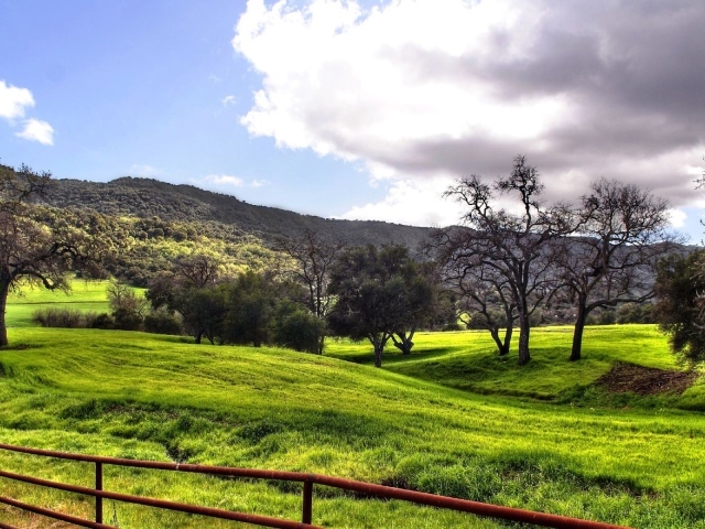 Лесные просторы