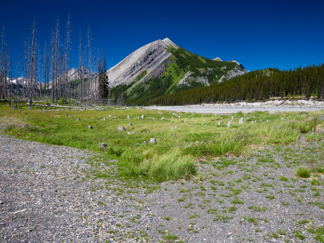 Сухостой у подножия