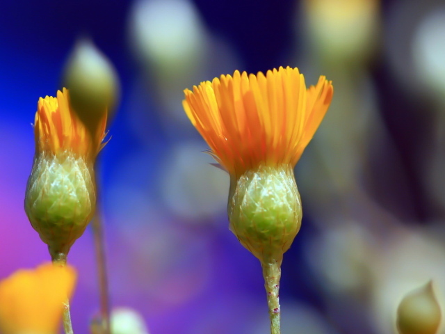 Распускаясь