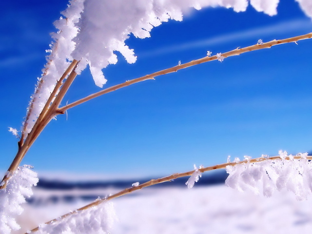 Ветка в инее
