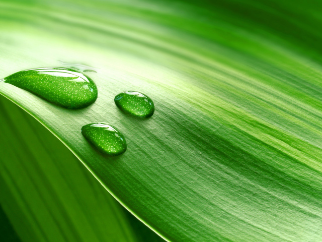 Роса на траве