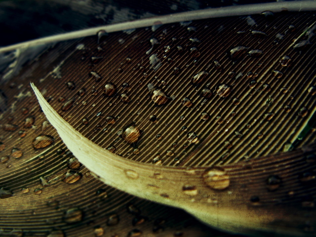 Капли на осеннем листе