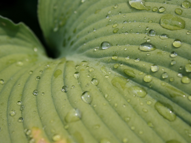 Зеленый лист после дождя
