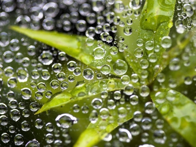 Листья под дождем