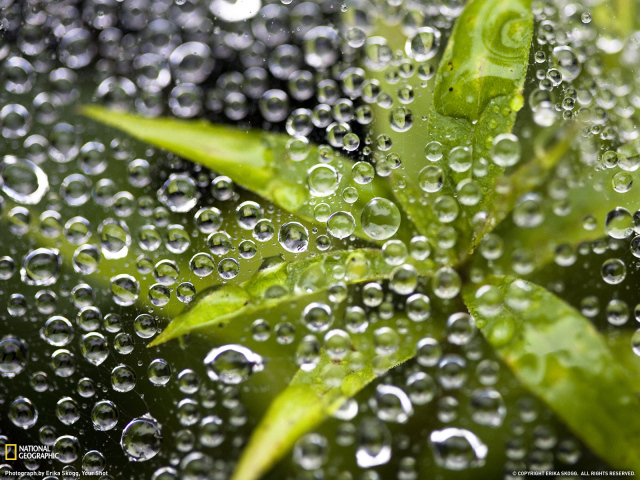 Растение под водой