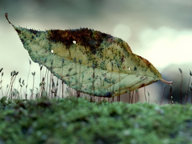 Лист на траве