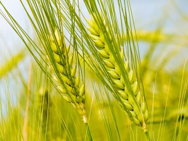 Колоски в поле