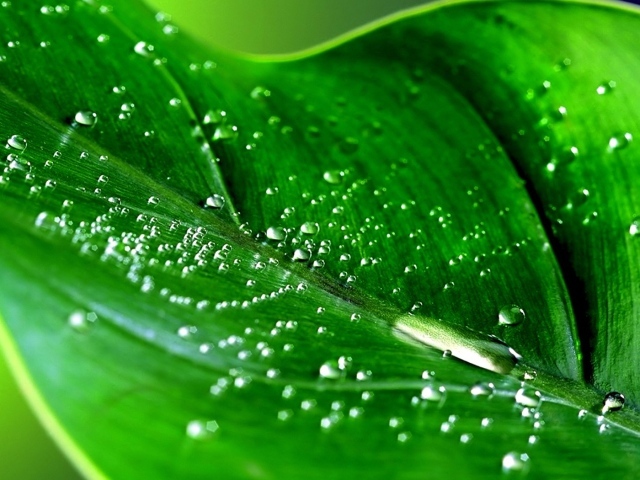 Влажный зеленый лист