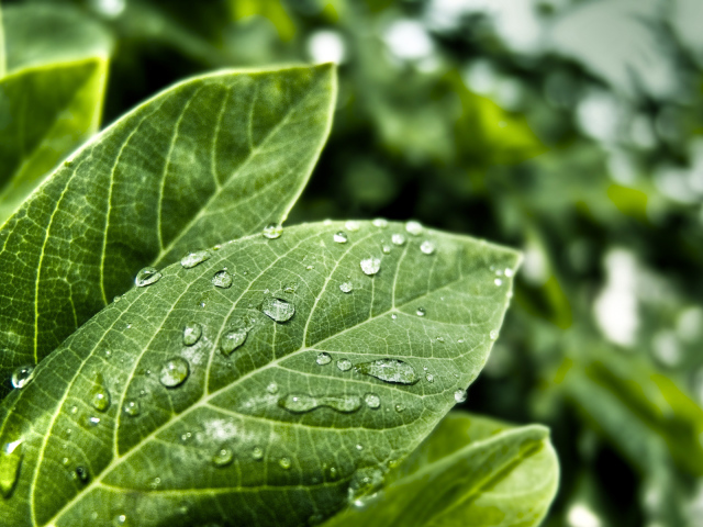 Мокрые листья