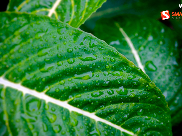 Мокрые листья