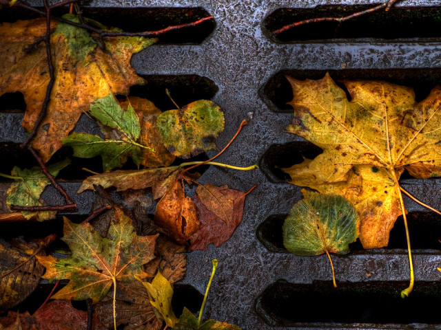 Пожелтевшие листья