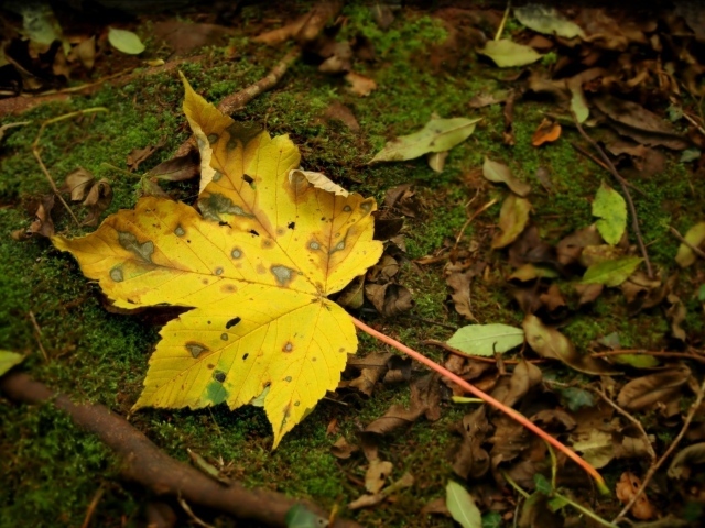 Желтый лист осенний