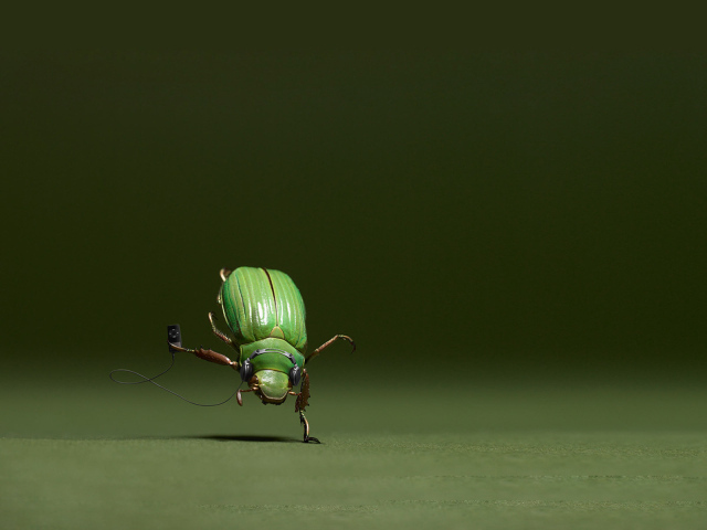 Танцующий жук