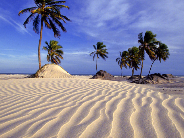 Пляж и пальмы в Бразилии