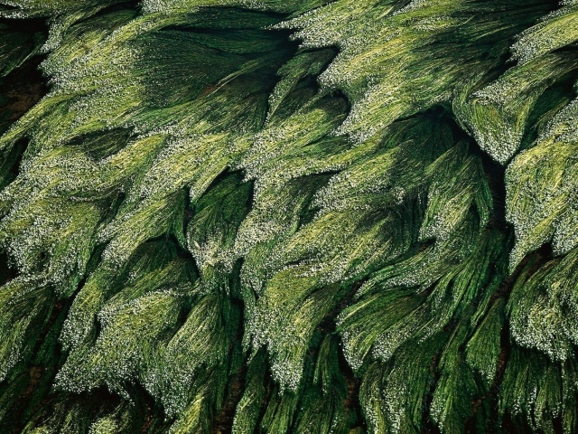 Трава в Луире